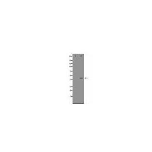 ATF4 Antibody