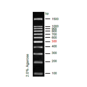 100bp DNA Ladder