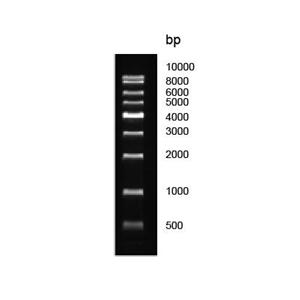 1kb DNA Ladder