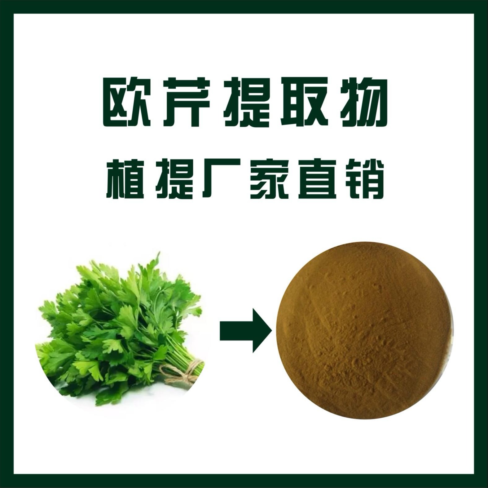 欧芹提取物,parsley Extract