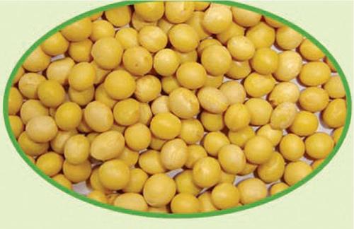 黄豆提取物,Soybean Extract