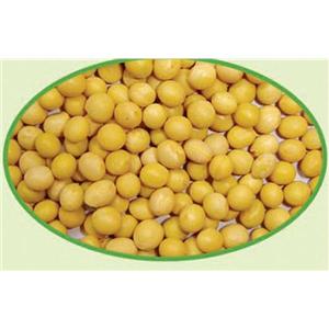 黄豆提取物,Soybean Extract