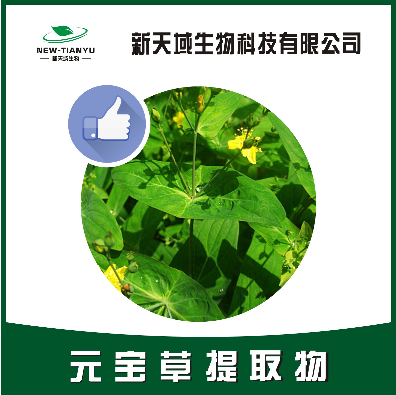 元宝草提取物,Herb extract of hypericum SAMPSONII
