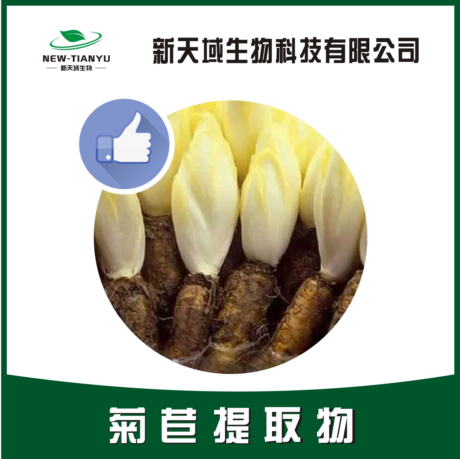 菊苣提取物,Chicory Herb, Common Chicory