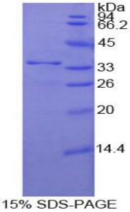 205kDa核孔蛋白(NUP205)重組蛋白,Recombinant Nucleoporin 205kDa (NUP205)