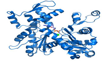 15kDa PCNA关联因子(PAF)重组蛋白,Recombinant PCNA Associated Factor 15kDa (PAF)