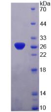 25kDa突触关联蛋白(SNAP25)重组蛋白,Recombinant Synaptosomal Associated Protein 25kDa (SNAP25)