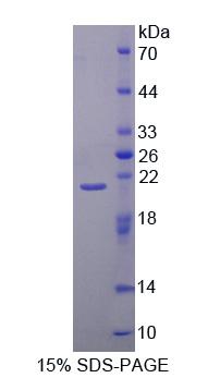 40kDa熱休克蛋白2(HSPF2)重組蛋白,Recombinant Heat Shock 40kDa Protein 2 (HSPF2)