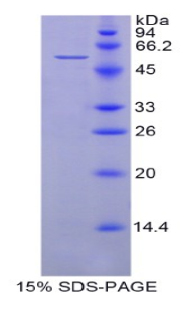 70kDa热休克蛋白14(HSPA14)重组蛋白,Recombinant Heat Shock 70kDa Protein 14 (HSPA14)