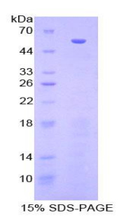 70kDa熱休克蛋白結(jié)合蛋白1(HSPBP1)重組蛋白,Recombinant Heat Shock 70kDa Binding Protein 1 (HSPBP1)