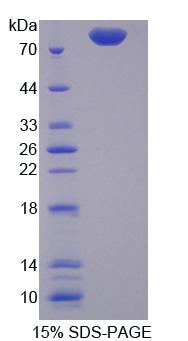 75kDa热休克蛋白(HSP75)重组蛋白,Recombinant Heat Shock Protein 75kDa, Mitochondrial (HSP75)