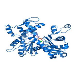 2',5'-寡腺苷酸合成酶3(OAS3)重组蛋白