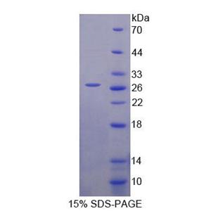 70kDa热休克蛋白12B(HSPA12B)重组蛋白