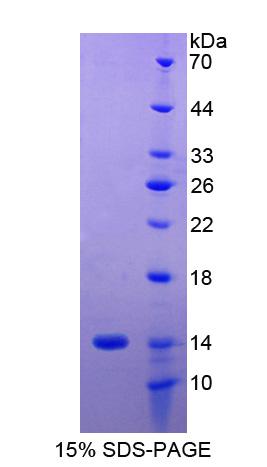Ⅰ类主要组织相容性复合体G(MHCG)重组蛋白,Recombinant Major Histocompatibility Complex Class I G (MHCG)