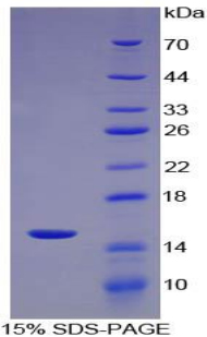 ⅡD组磷脂酶A2(PLA2G2D)重组蛋白,Recombinant Phospholipase A2, Group IID (PLA2G2D)