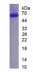 AMPA離子能谷氨酸受體1(GRIA1)重組蛋白,Recombinant Glutamate Receptor, Ionotropic, AMPA 1 (GRIA1)