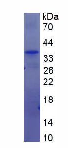 AN1-型鋅指域蛋白6(ZFAND6)重組蛋白,Recombinant Zinc Finger, AN1-Type Domain Protein 6 (ZFAND6)