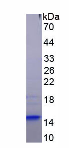 Bcl2关联永生基因3(BAG3)重组蛋白,Recombinant Bcl2 Associated Athanogene 3 (BAG3)