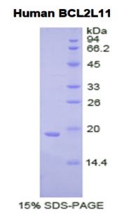 Bcl2样蛋白11(BCL2L11)重组蛋白,Recombinant Bcl2 Like Protein 11 (BCL2L11)