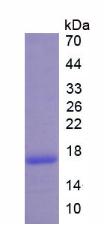 B-淋巴细胞趋化因子1(BLC1)重组蛋白,Recombinant B-Lymphocyte Chemoattractant 1 (BLC1