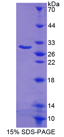 B-细胞淋巴瘤因子2样蛋白(Bcl2L)重组蛋白,Recombinant B-Cell CLL/Lymphoma 2 Like Protein (Bcl2L)