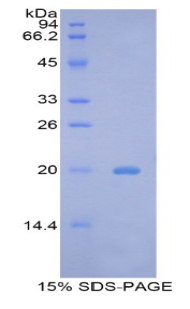 相同的名称，不同的物种，其它种属价格请询价。,Recombinant B-Cell CLL/Lymphoma 2 Like Protein 2 (Bcl2L2)