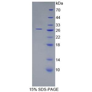 Recombinant ADP Ribosylation Factor Like Protein 15 (ARL15)