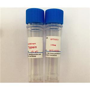 重组胰蛋白酶,Recombinant porcine trypsin