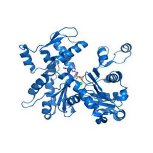 ATP结合盒转运蛋白C13(ABCC13)重组蛋白