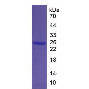 Bcl2关联X蛋白(Bax)重组蛋白,Recombinant Bcl2 Associated X Protein (Bax)