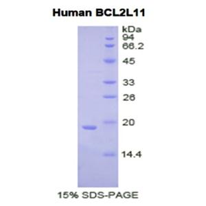 Bcl2样蛋白11(BCL2L11)重组蛋白