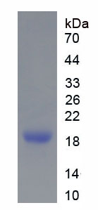 CD28分子(CD28)重组蛋白,Recombinant Cluster Of Differentiation 28 (CD28)