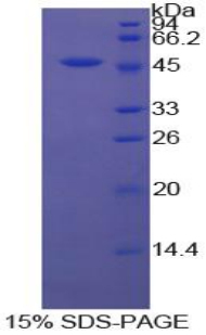 CD40配體(CD40L)重組蛋白,Recombinant Cluster Of Differentiation 40 Ligand (CD40L)