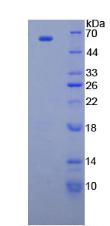 CUB带状疮疹透明区样域蛋白1(CUZD1)重组蛋白,Recombinant CUB And Zona Pellucida Like Domains Protein 1 (CUZD1)