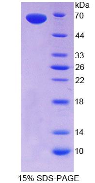 C-型凝集素域家族11成员A(CLEC11A)重组蛋白,Recombinant C-Type Lectin Domain Family 11, Member A (CLEC11A)