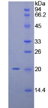 C-型凝集素域家族2成员C(CLEC2C)重组蛋白,Recombinant C-Type Lectin Domain Family 2, Member C (CLEC2C)