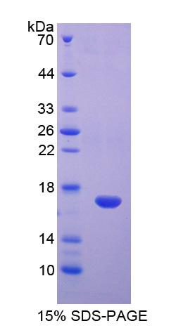 Disabled同源物1(DAB1)重组蛋白,Recombinant Disabled Homolog 1 (DAB1)