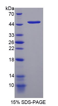 DNA损伤诱导转录因子3(DDIT3)重组蛋白,Recombinant DNA Damage Inducible Transcript 3 (DDIT3)