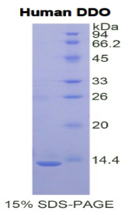 D-天冬氨酸氧化酶(DDO)重组蛋白,Recombinant D-Aspartate Oxidase (DDO)