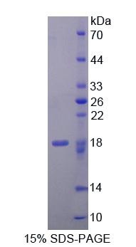 E1A激活基因阻遏子1(CREG1)重组蛋白,Recombinant Cellular Repressor Of E1A Stimulated Genes 1 (CREG1)