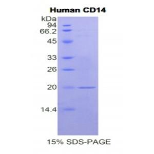 CD14分子(CD14)重组蛋白