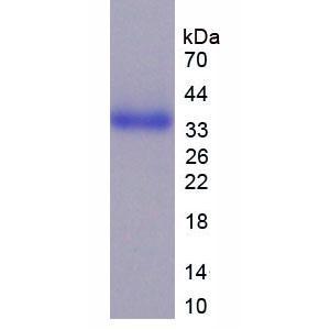 CD24分子(CD24)重组蛋白