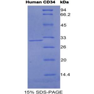 CD34分子(CD34)重组蛋白