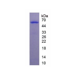 CD83分子(CD83)重组蛋白