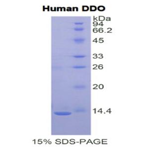 D-天冬氨酸氧化酶(DDO)重组蛋白