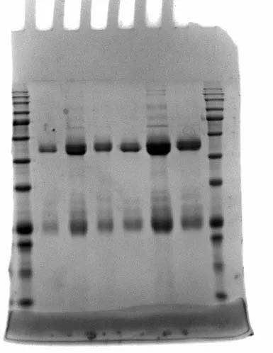 Feto SDS-PAGE染色液,Feto Protein Staining Buffer