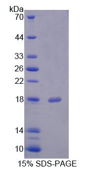 Fission 1蛋白(FIS1)重組蛋白人,Recombinant Fission 1 (FIS1)