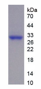 GATA结合蛋白3(GATA3)重组蛋白,Recombinant GATA Binding Protein 3 (GATA3)