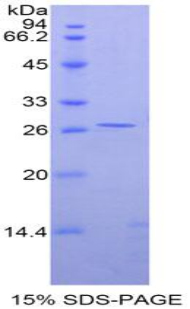 GATA结合蛋白4(GATA4)重组蛋白,Recombinant GATA Binding Protein 4 (GATA4)