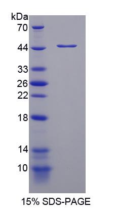 GPI锚定分子样蛋白(GML)重组蛋白,Recombinant Glycosylphosphatidylinositol Anchored Molecule Like Protein (GML)